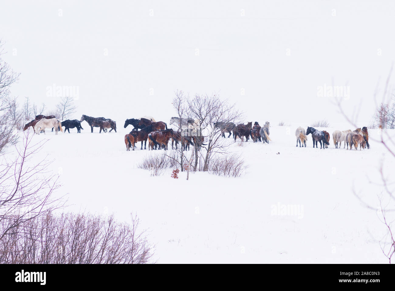 Group of wild horses playing in winter snow Stock Photo - Alamy