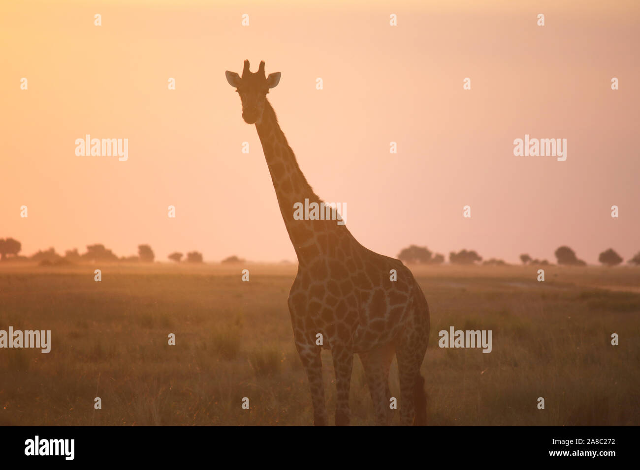 Giraffe in Botswana Sunset Stock Photo