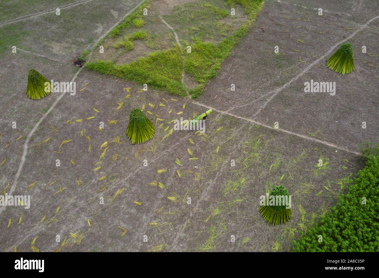 Jute stalks are kept on the field after harvesting at Faridpur, Bangladesh. Stock Photo