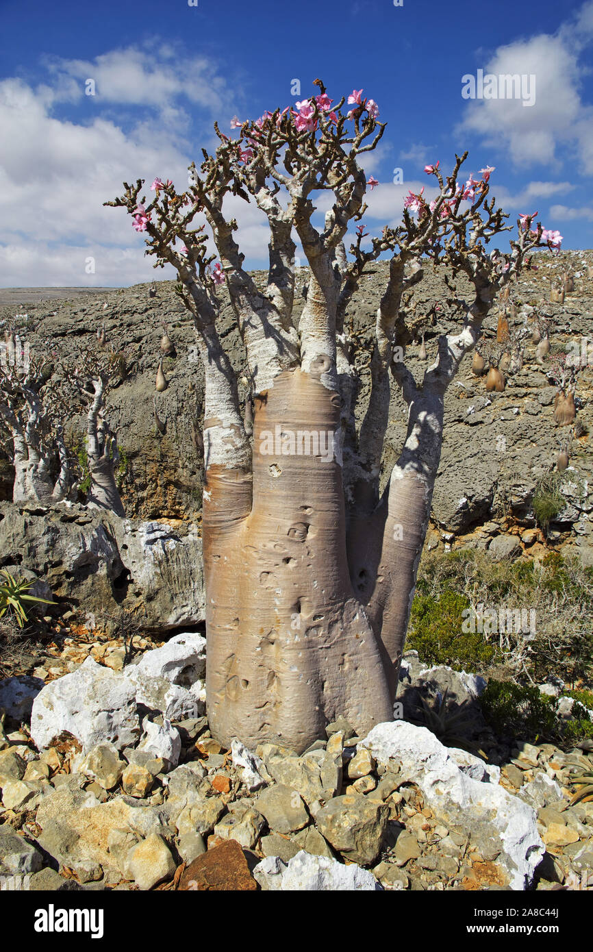 Bottle tree on Socotra island, Indian ocean, Yemen Stock Photo - Alamy