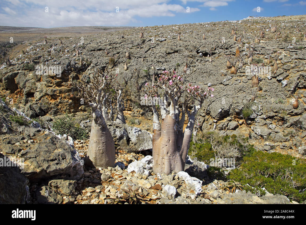 Bottle tree on Socotra island, Indian ocean, Yemen Stock Photo Alamy