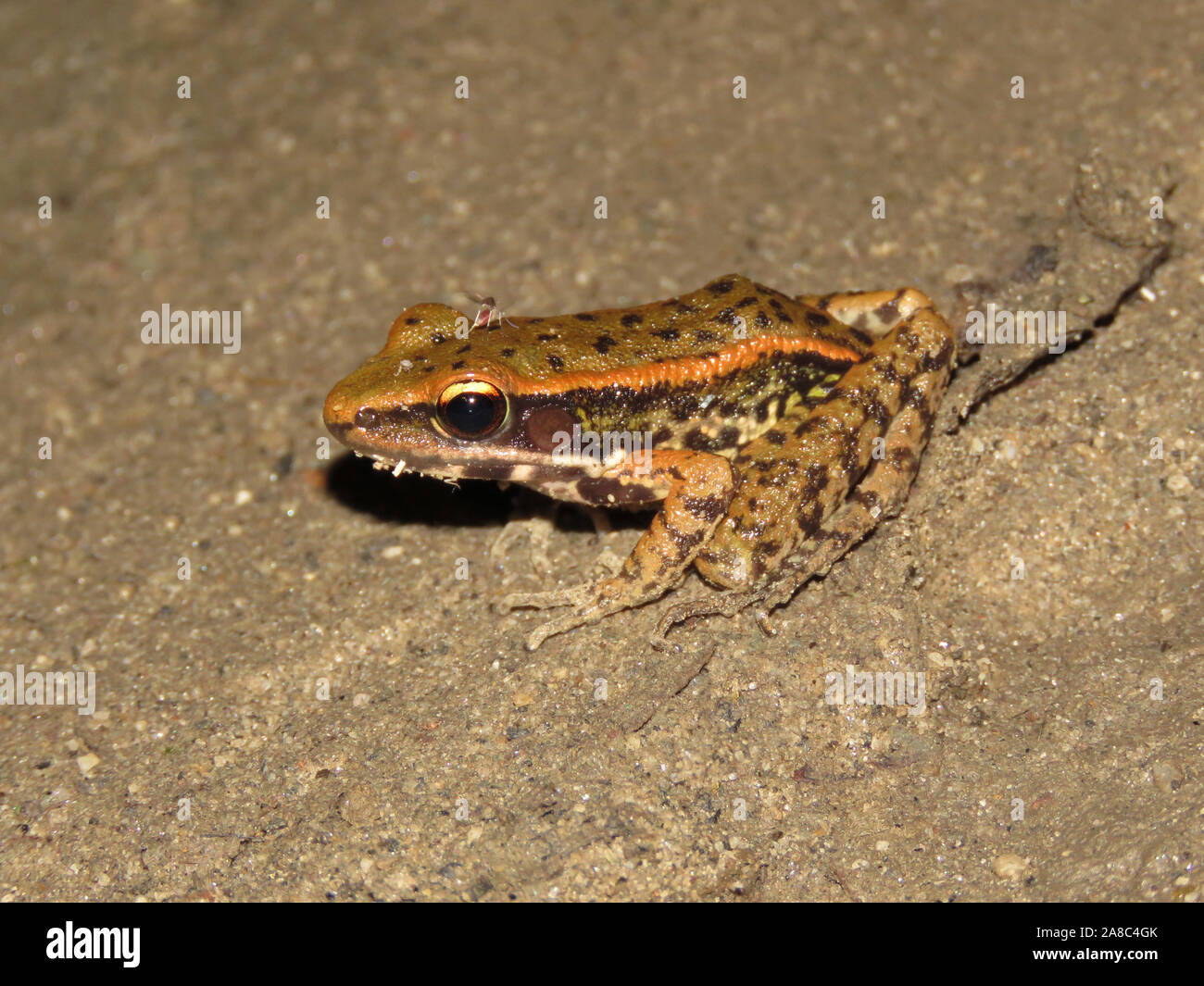 Assam forest frog, Hylarana leptoglossa, Nameri Tiger Reserve, Assam, India Stock Photo