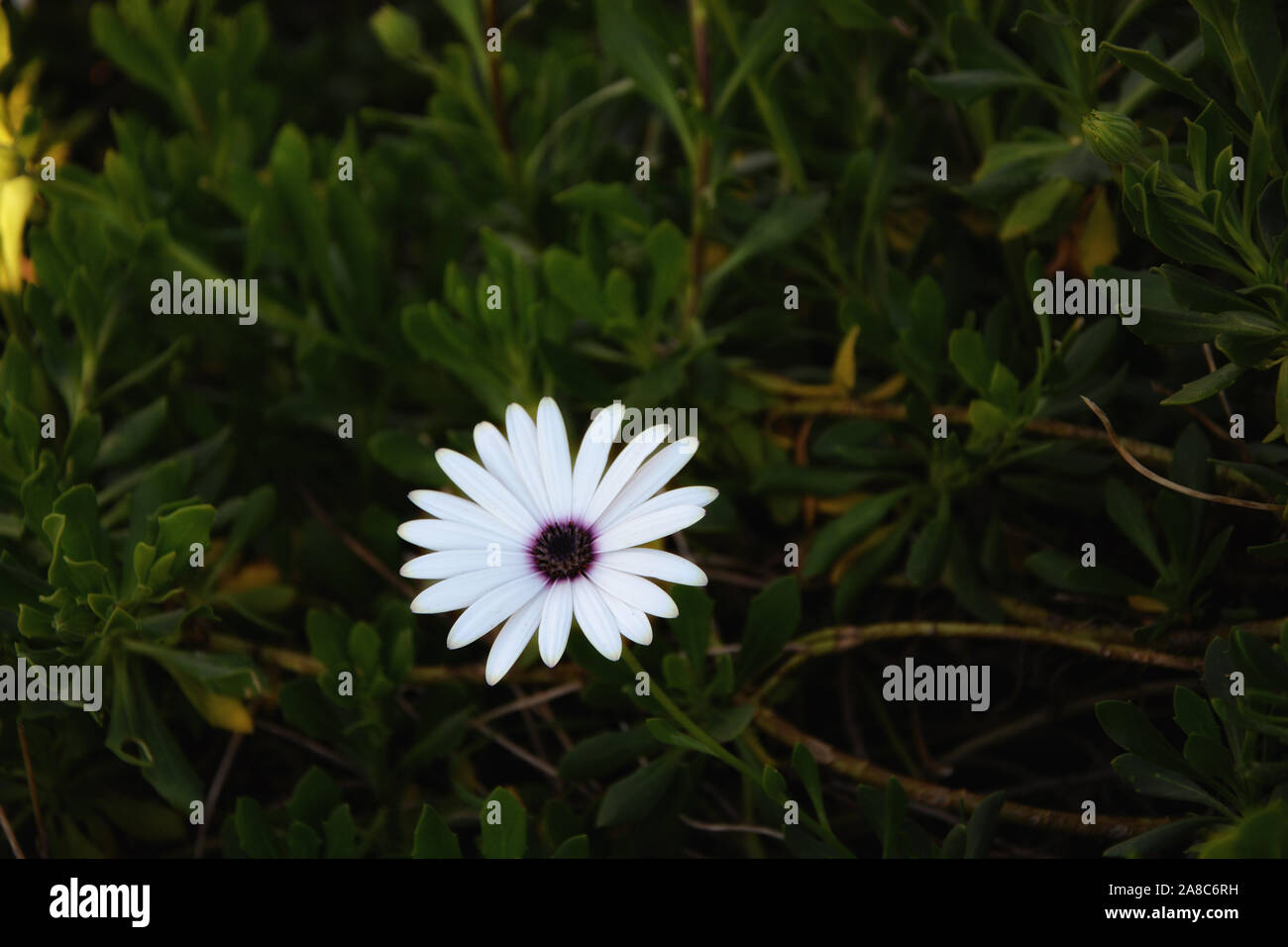 White daisy in green grass, innocence. Stock Photo