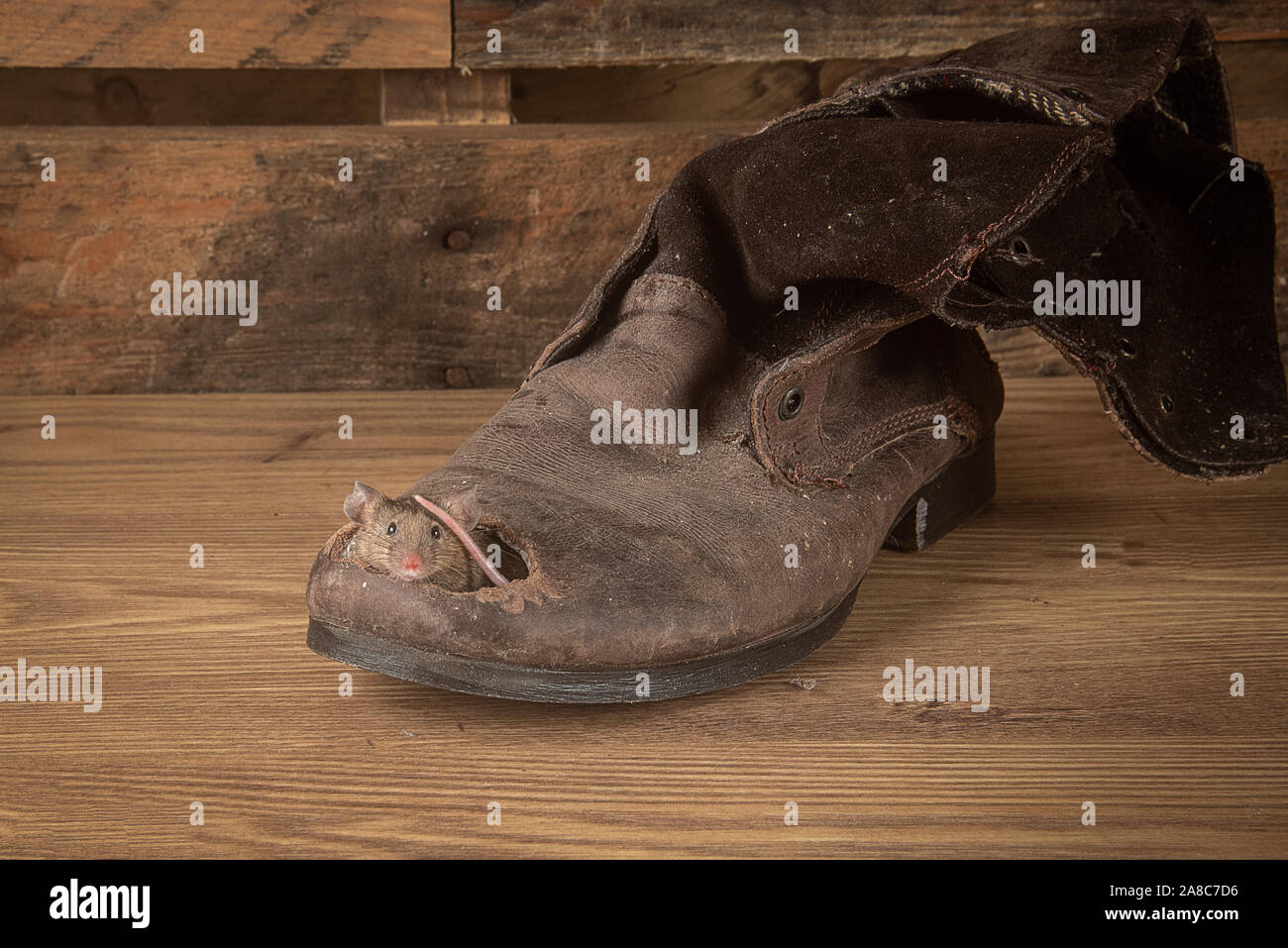 A small mouse is peering out of a hole in the toe of an old leather an old boot.  the base and background are wood and there is copy space around Stock Photo