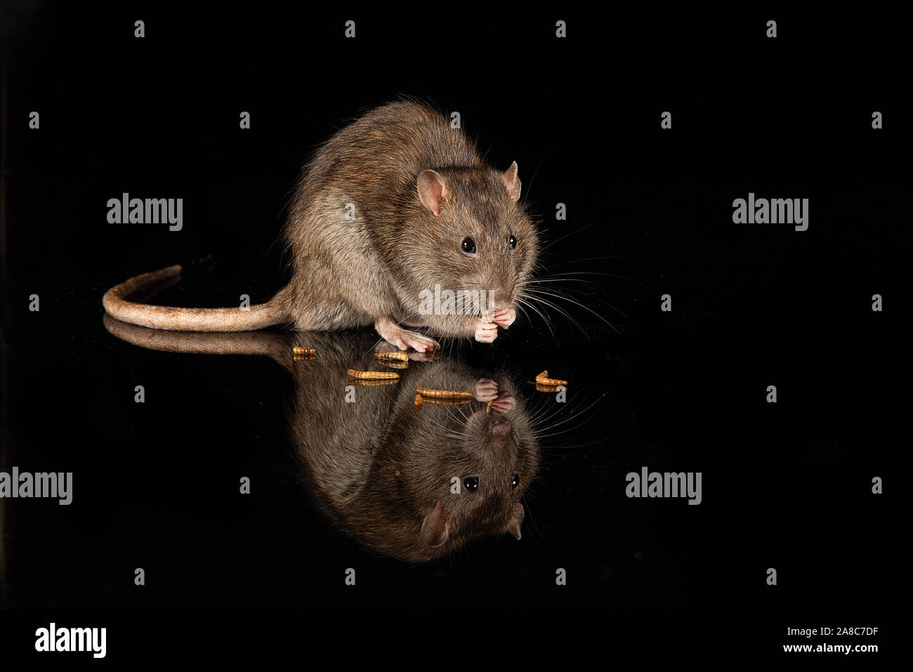 A close up captive common rat on a reflective black surface. It is eating feeding on mealworms and there is copy space all around Stock Photo