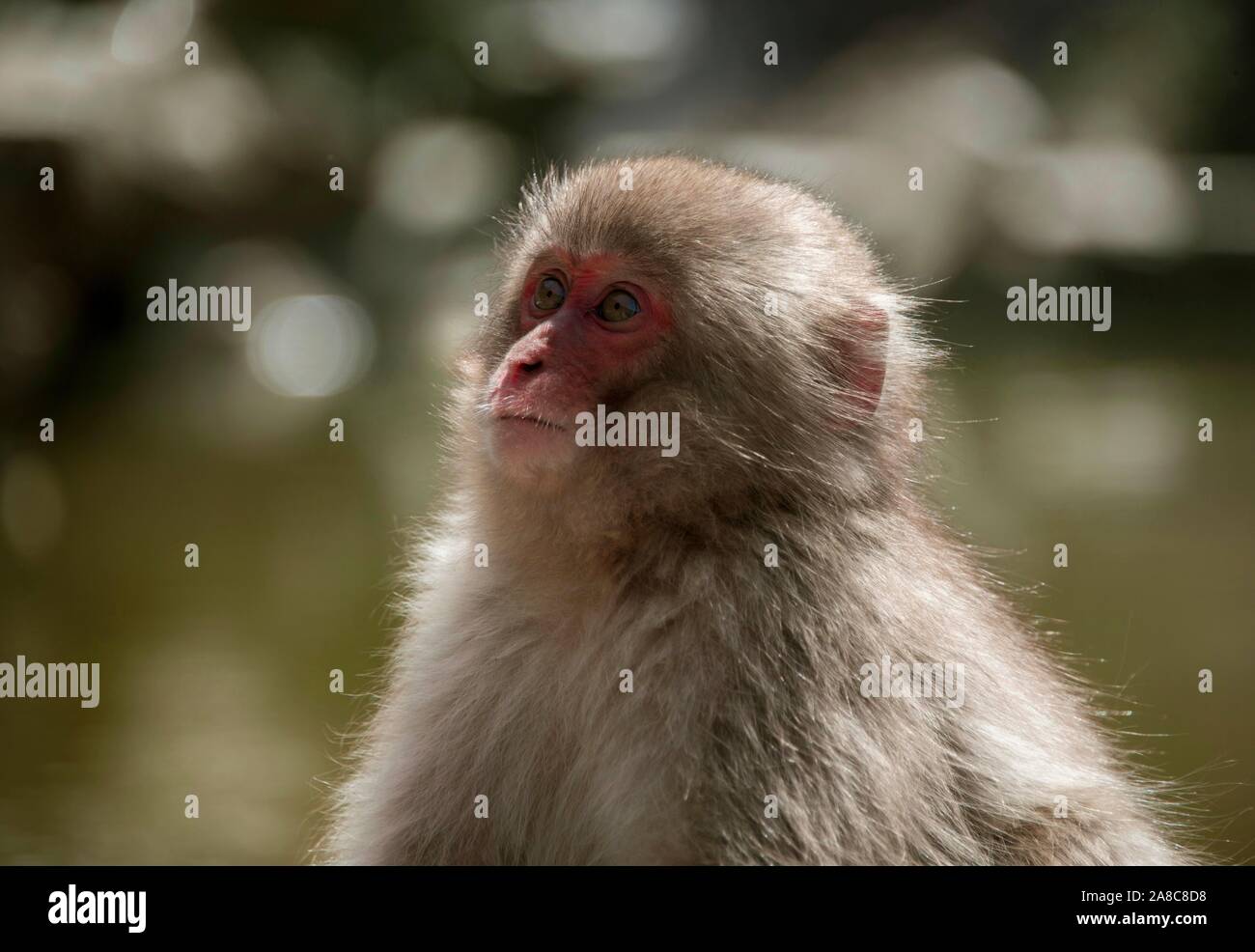 Japanese macaque (Macaca fuscata), young animal, portrait, Yamanouchi, Nagano Prefecture, Honshu Island, Japan Stock Photo