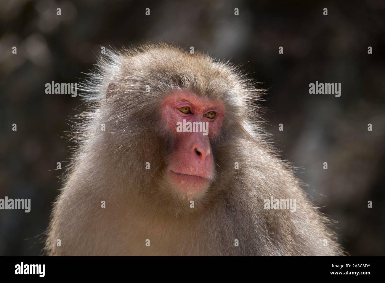 Japanese macaque (Macaca fuscata), animal portrait, wildlife, Yamanouchi, Nagano Prefecture, Honshu Island, Japan Stock Photo