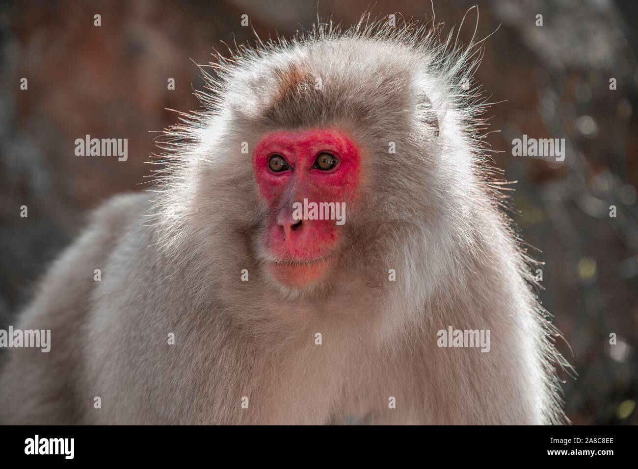 Japanese macaque (Macaca fuscata), animal portrait, wildlife, Yamanouchi, Nagano Prefecture, Honshu Island, Japan Stock Photo