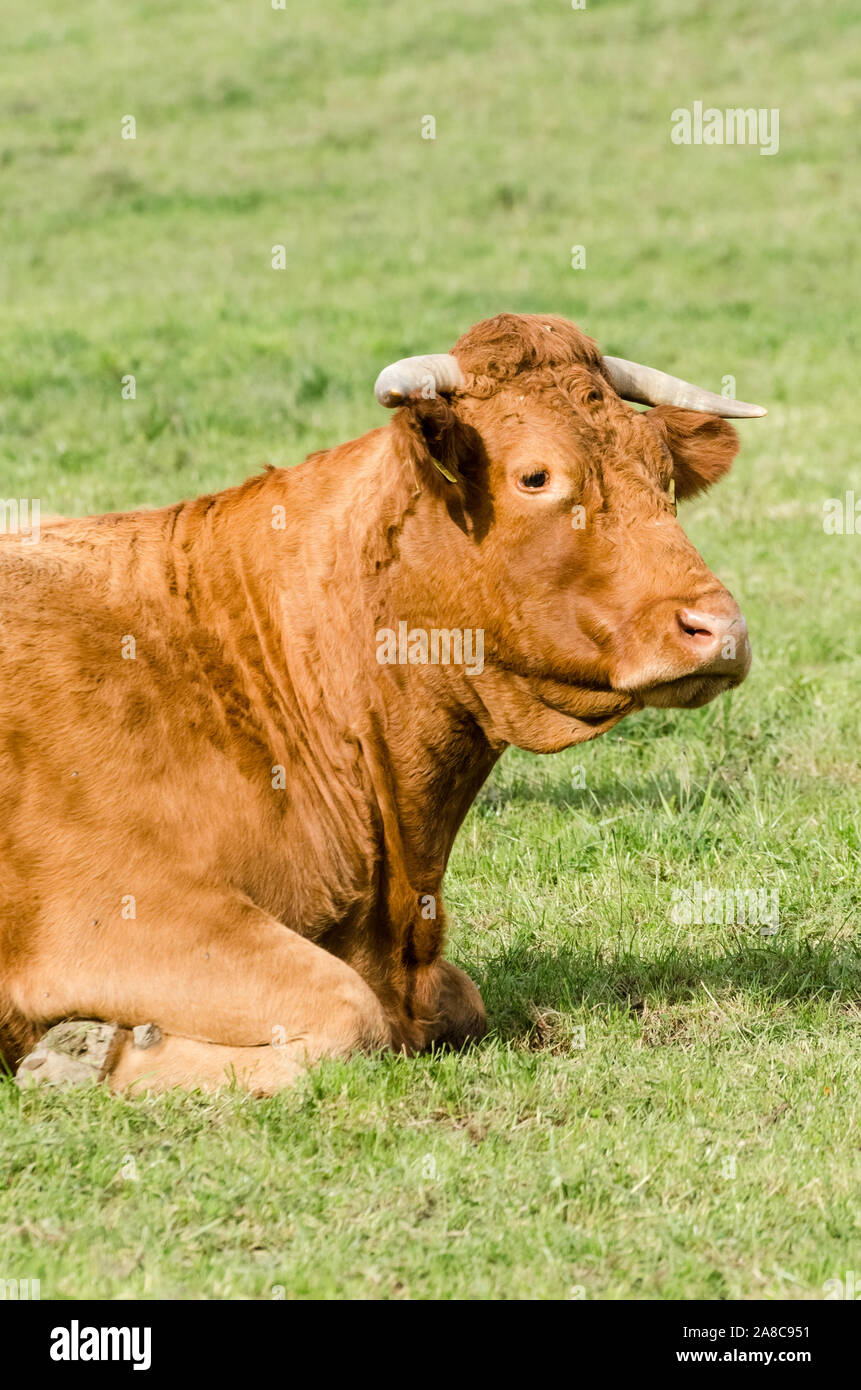 Domestic cattle livestock, Bos Taurus, near a cattle farm on a pasture ...