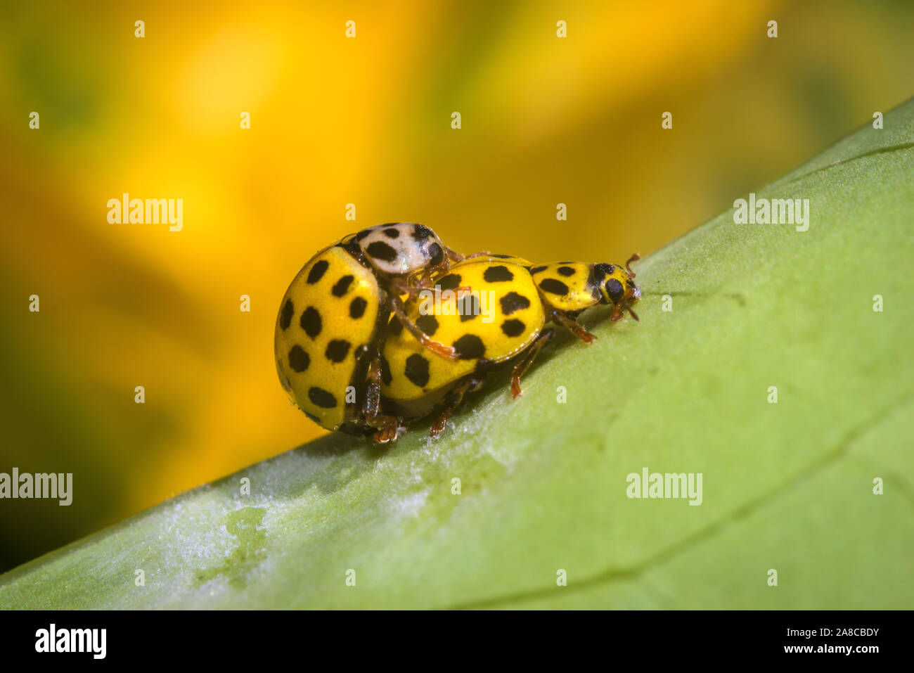 Two yellow 21-spot ladybugs mating on a green leaf outdoors with a yellow flower in the background. Stock Photo