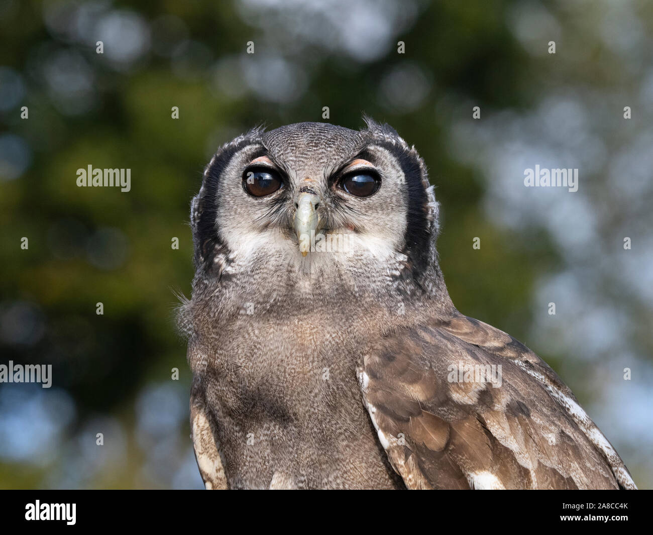 Verreaux's eagle-owl Bubo lacteus, also commonly known as the milky eagle owl or giant eagle owl Stock Photo