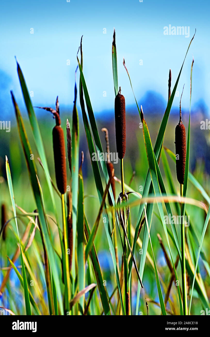 Bull Rushes Seed Exploded Bullrushes and grass hi-res stock photography and images - Alamy