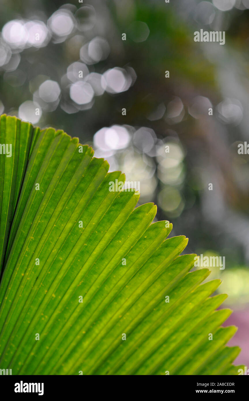 Close up of green palm fern in sunlight with beautiful bokeh background Stock Photo