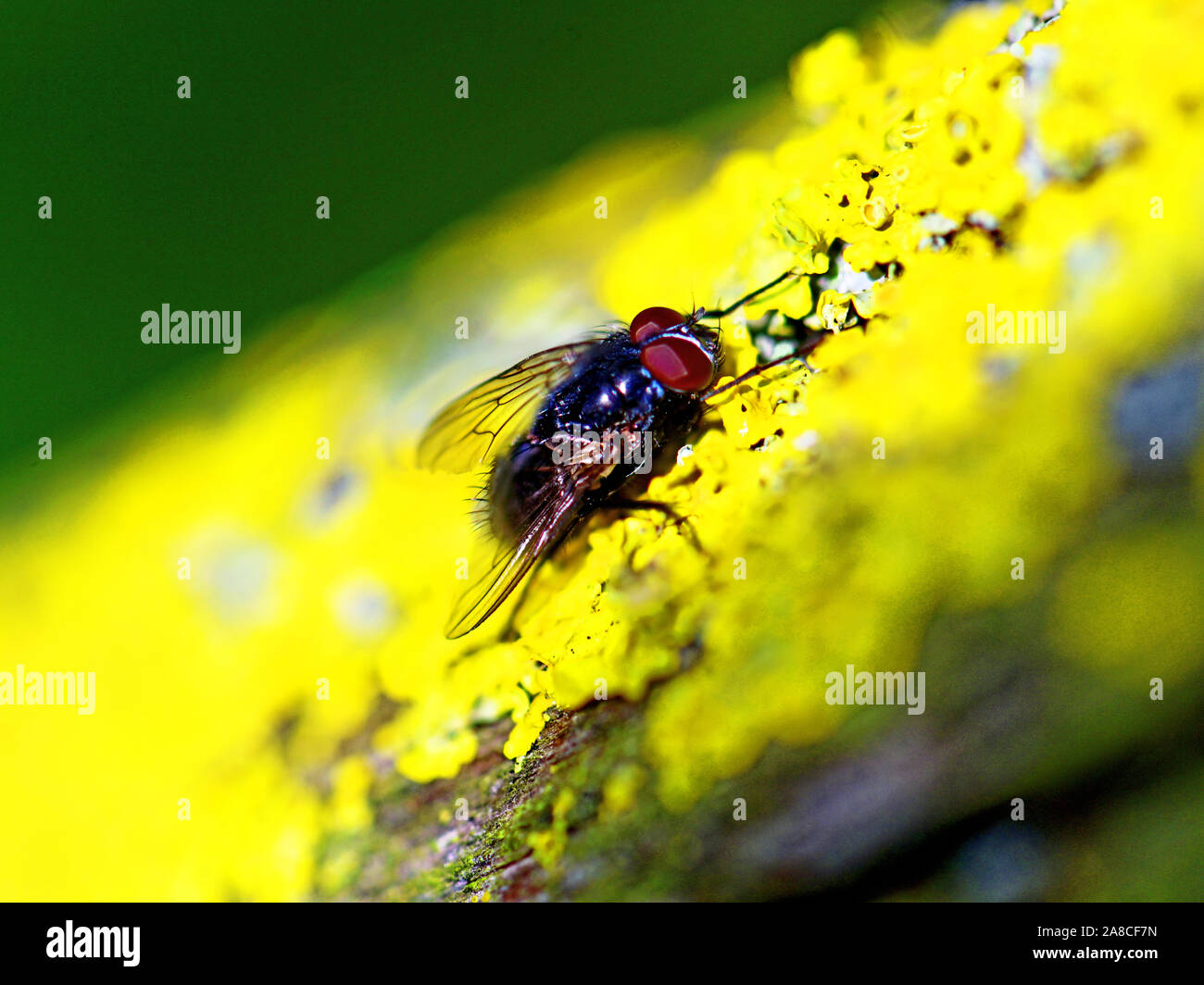 Common fly on yellow tree lichen against muted green background Stock Photo