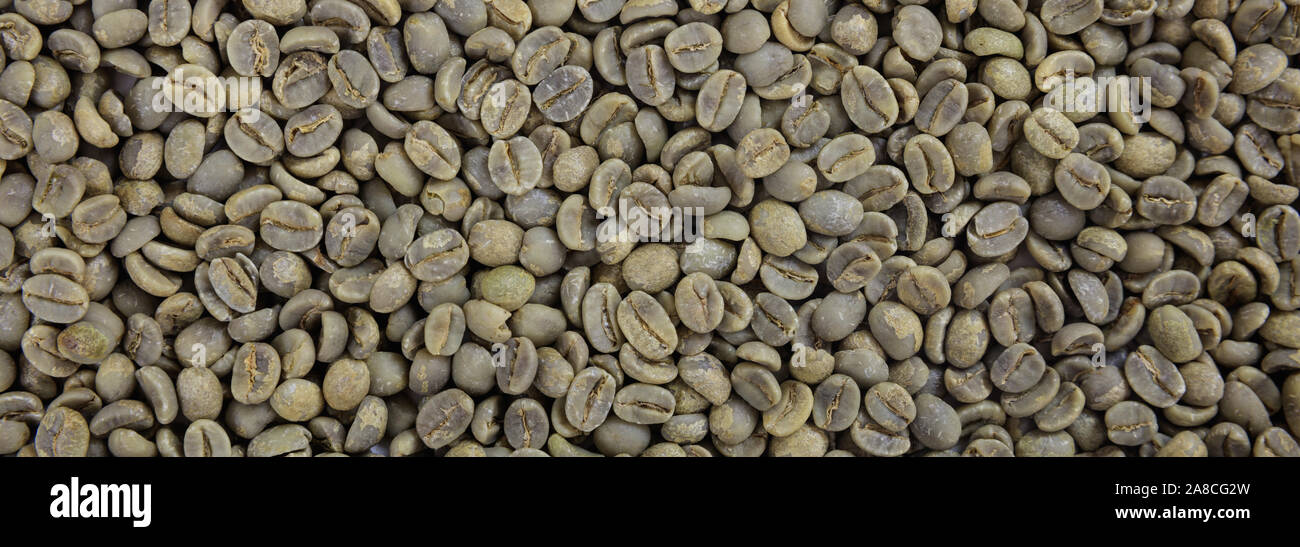 Coffee beans green color unroasted full background texture, banner Stock Photo