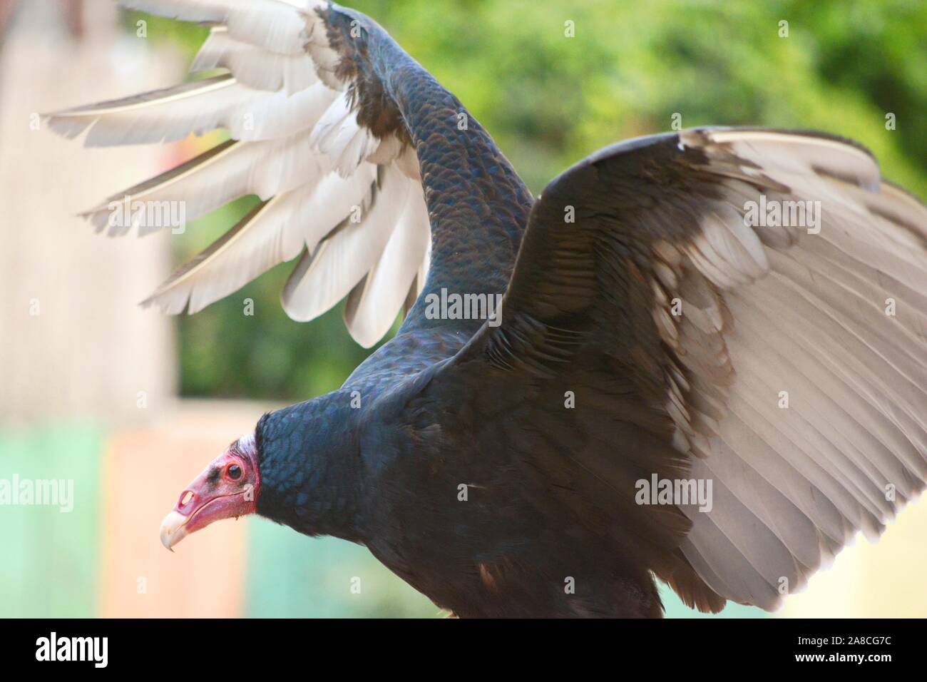 Red aura color hires stock photography and images Alamy