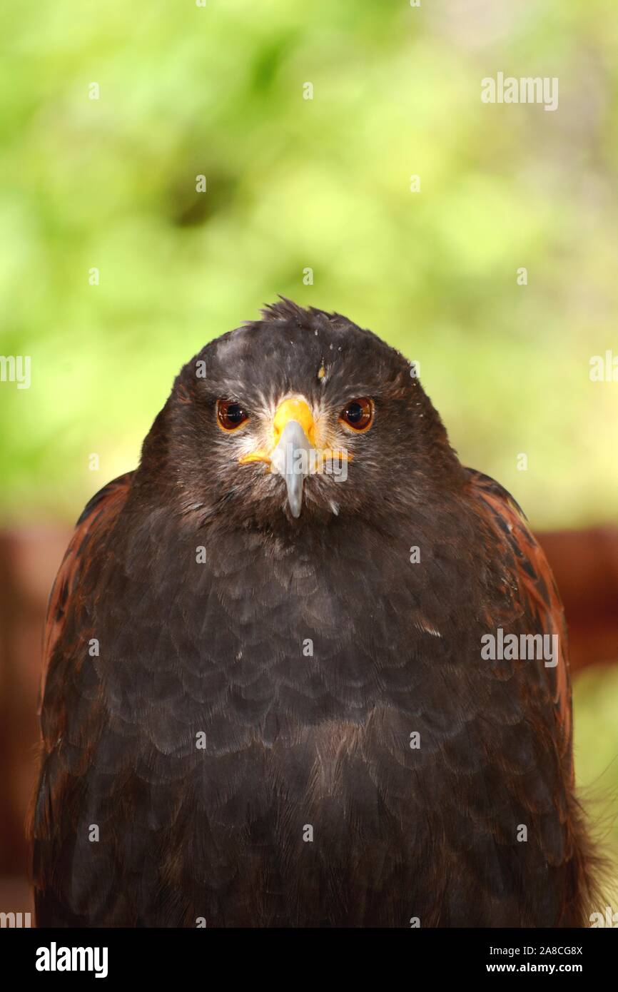 portrait of an eagle with a yellow beak Stock Photo