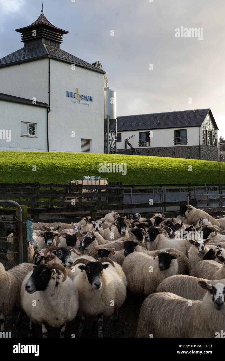 The sheep belonging to the distillery, at Kilchoman single malt whisky distillery which markets itself as Islay's only farm distillery, on Islay, Scotland, 16 October 2019. Stock Photo