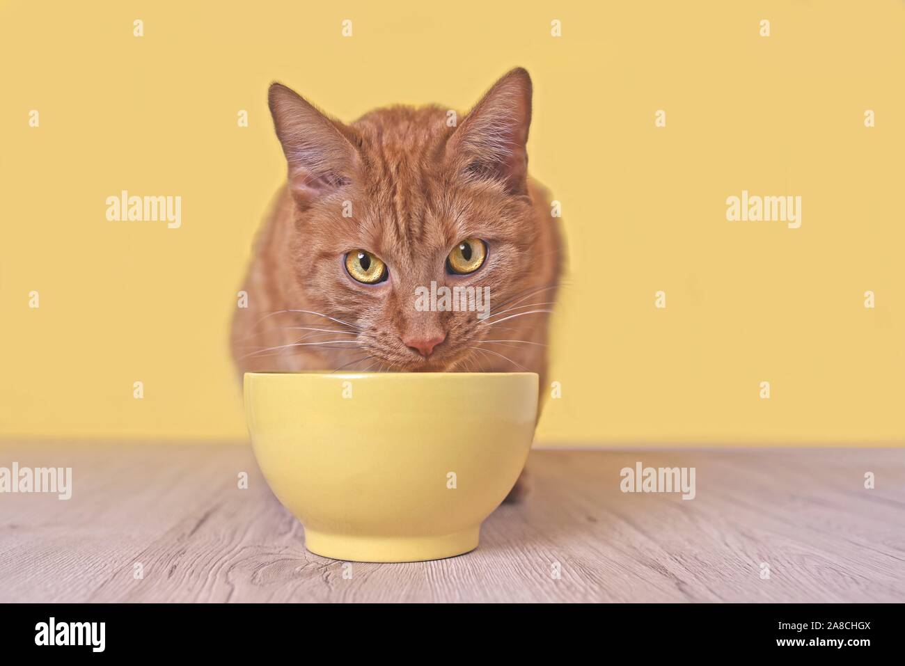 Ginger cat beside a yellow food bowl looking up and waiting for Food. Stock Photo