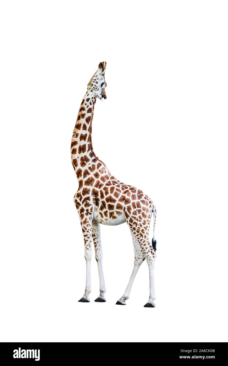 Keep Your Head Up - Giraffe main image 0
