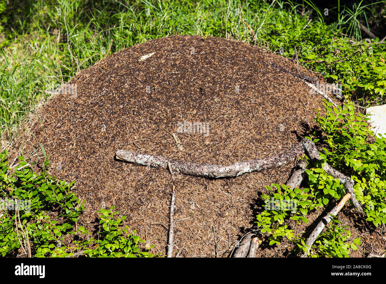 Ant hill Stock Photo