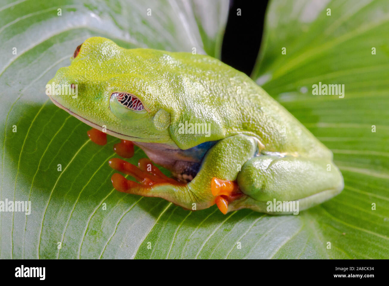 Red Eyed Tree Frog, Agalychnis Callidryas, on a Leaf with Black Background Stock Photo