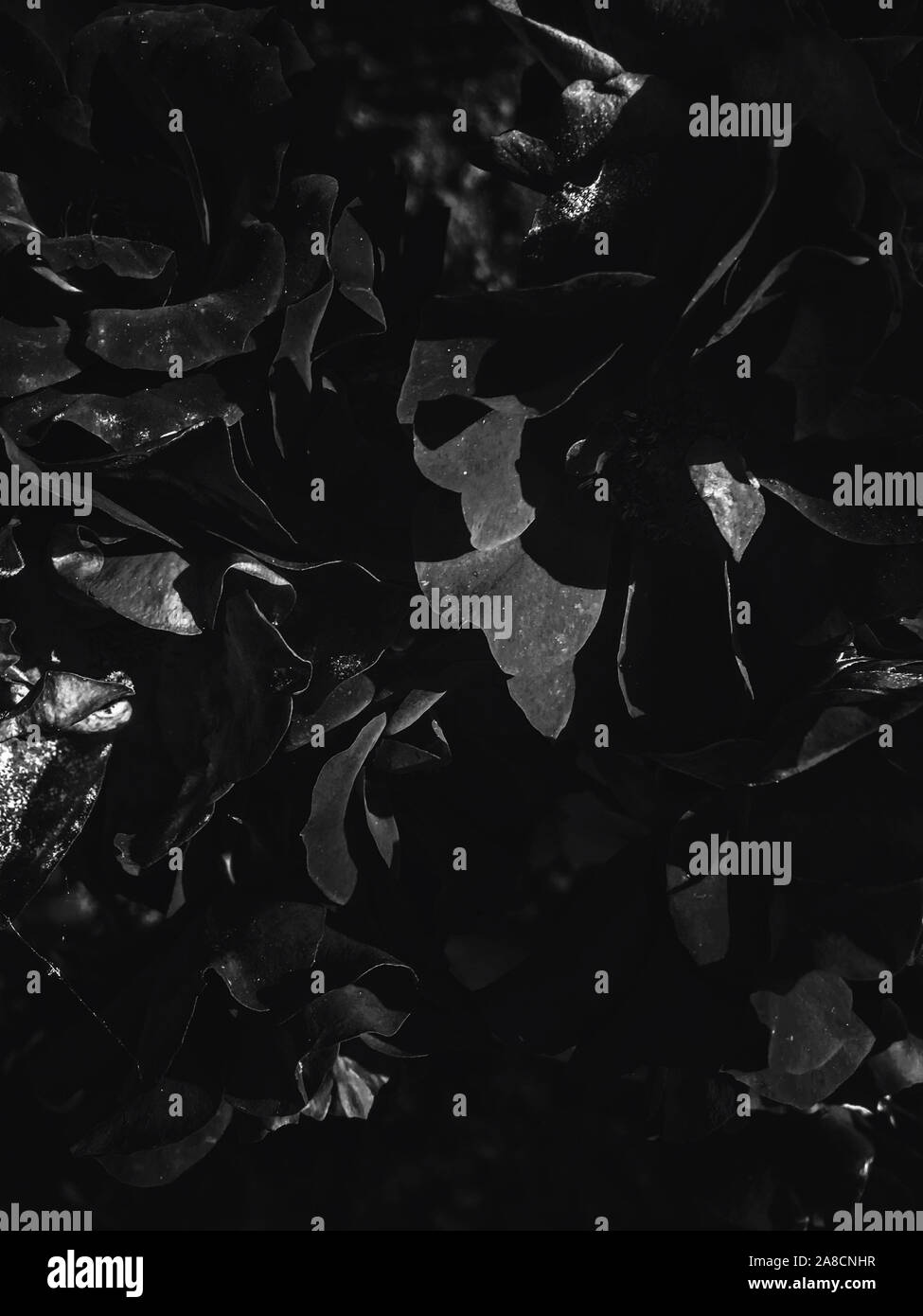 Flowers in bloom, beautiful nature and romantic design concept Black