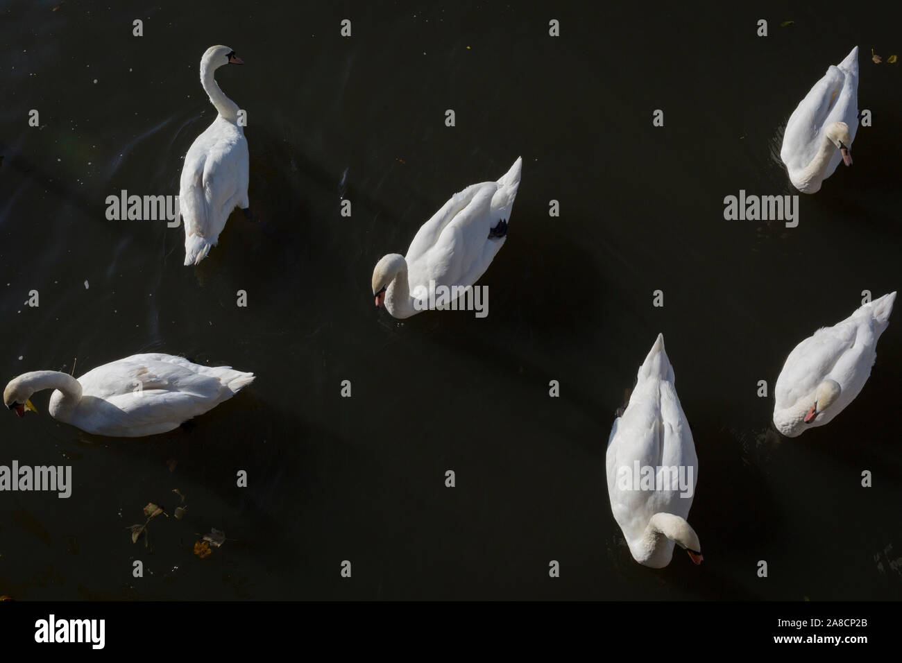 A 'ballet' of mute swans paddle along the Thames riverbank at Kingston