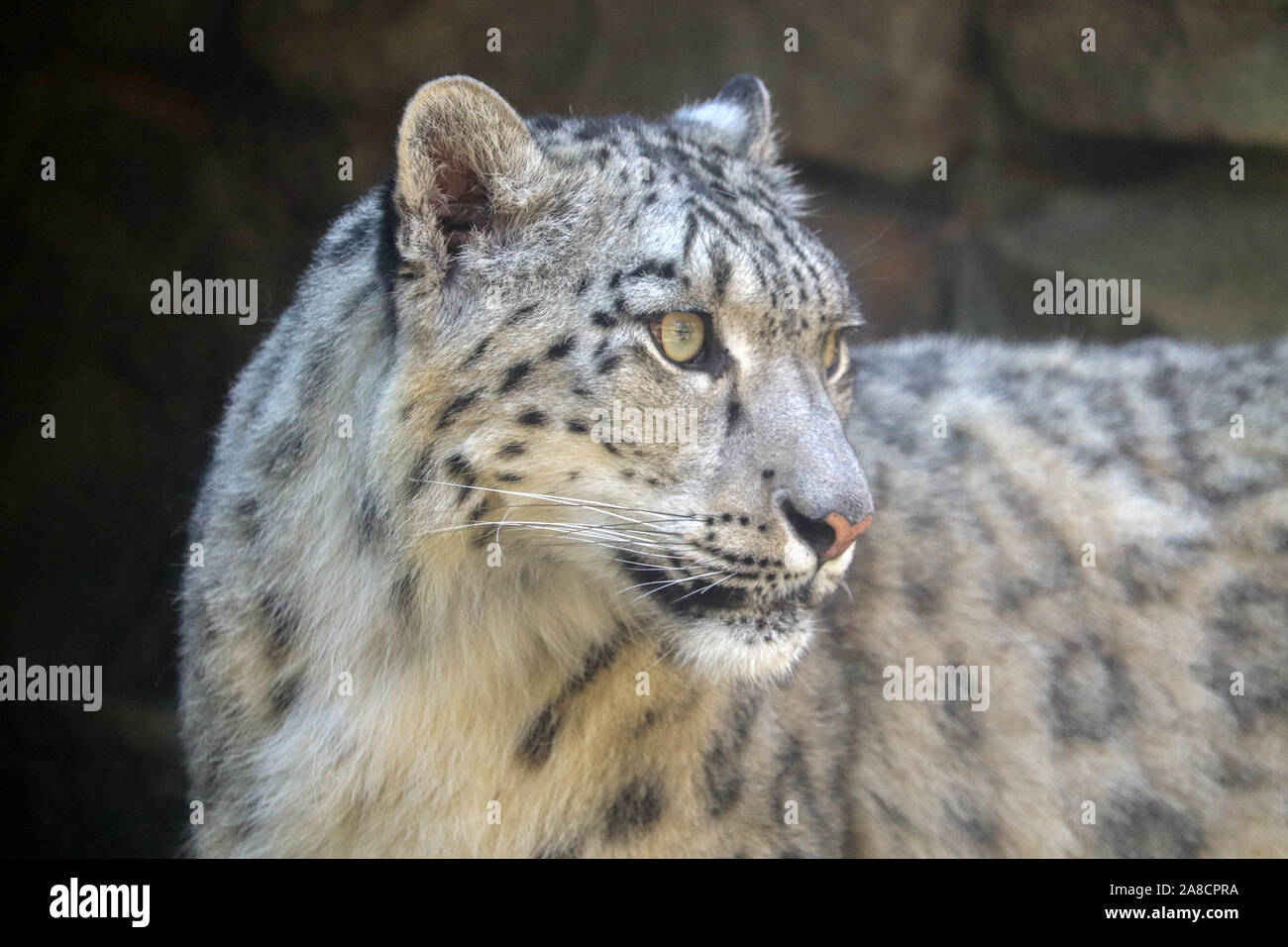 Dudley zoo snow leopard hi-res stock photography and images - Alamy