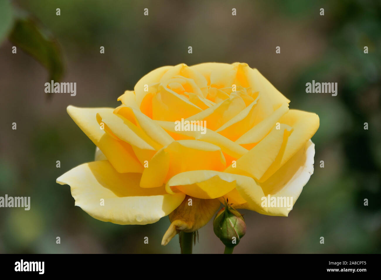 amazing rose flowers blooming in the garden Stock Photo