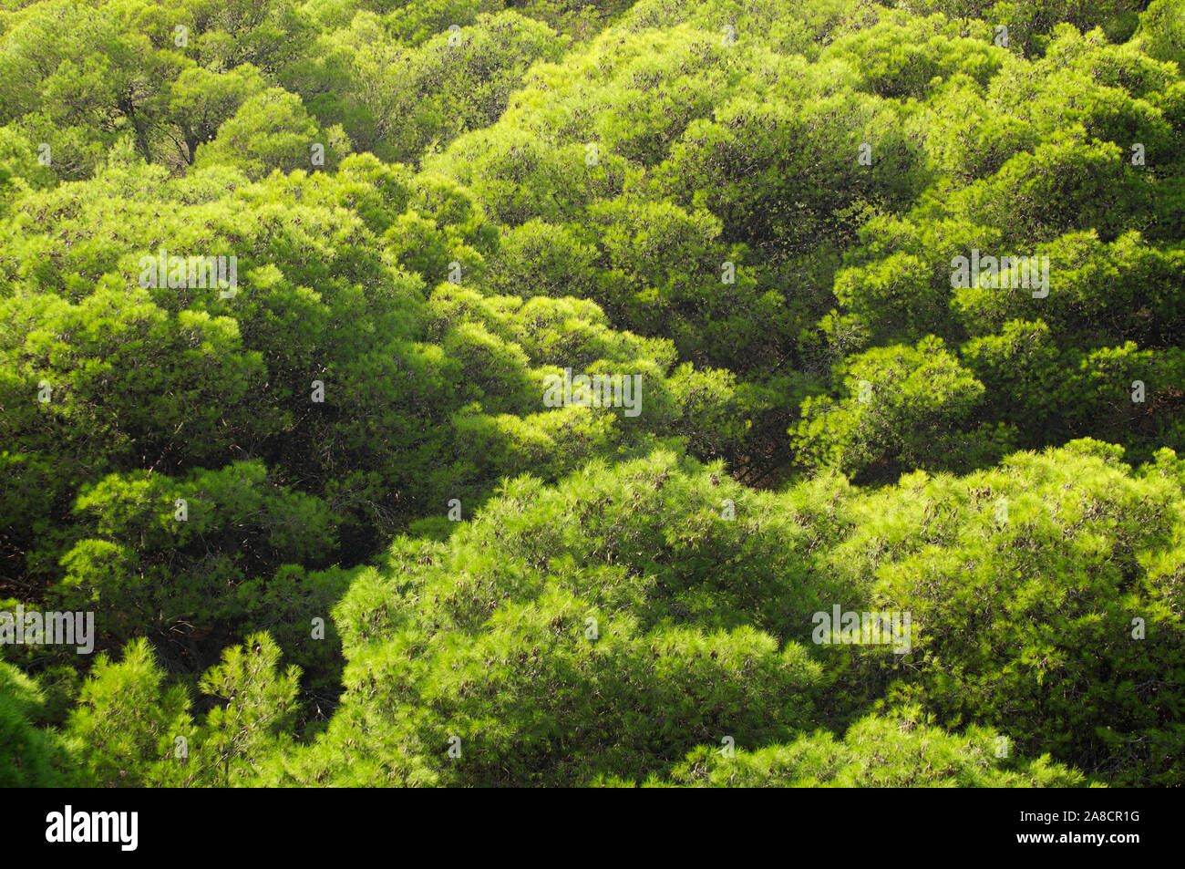 Full frame background of billowing green Mediterranean evergreen fir trees in Kefalonia, Greece Stock Photo