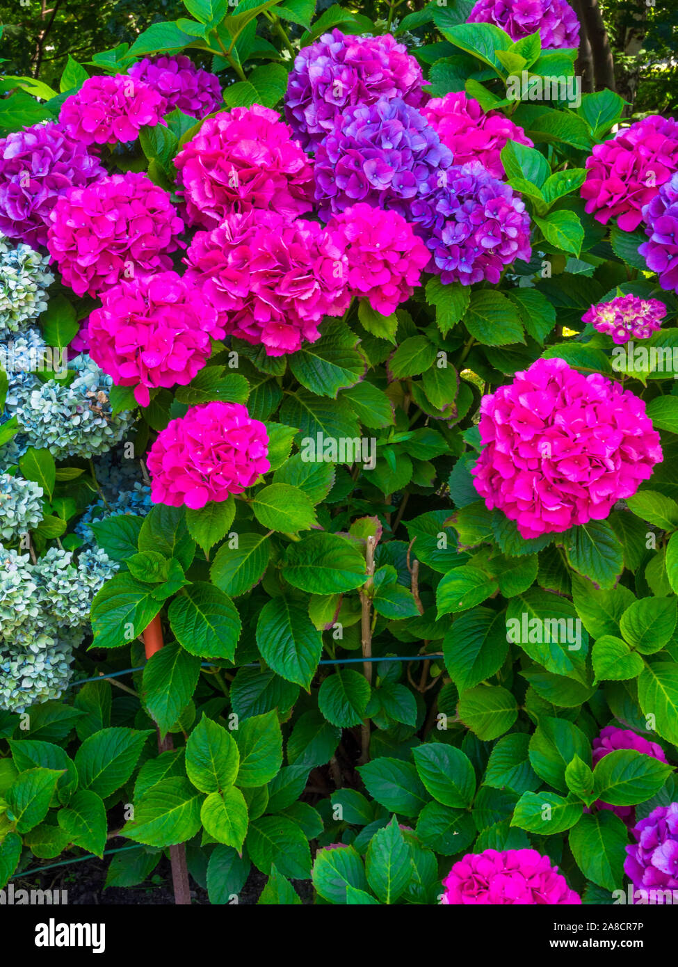 colorful hydrangea flower pink and purple color Stock Photo - Alamy