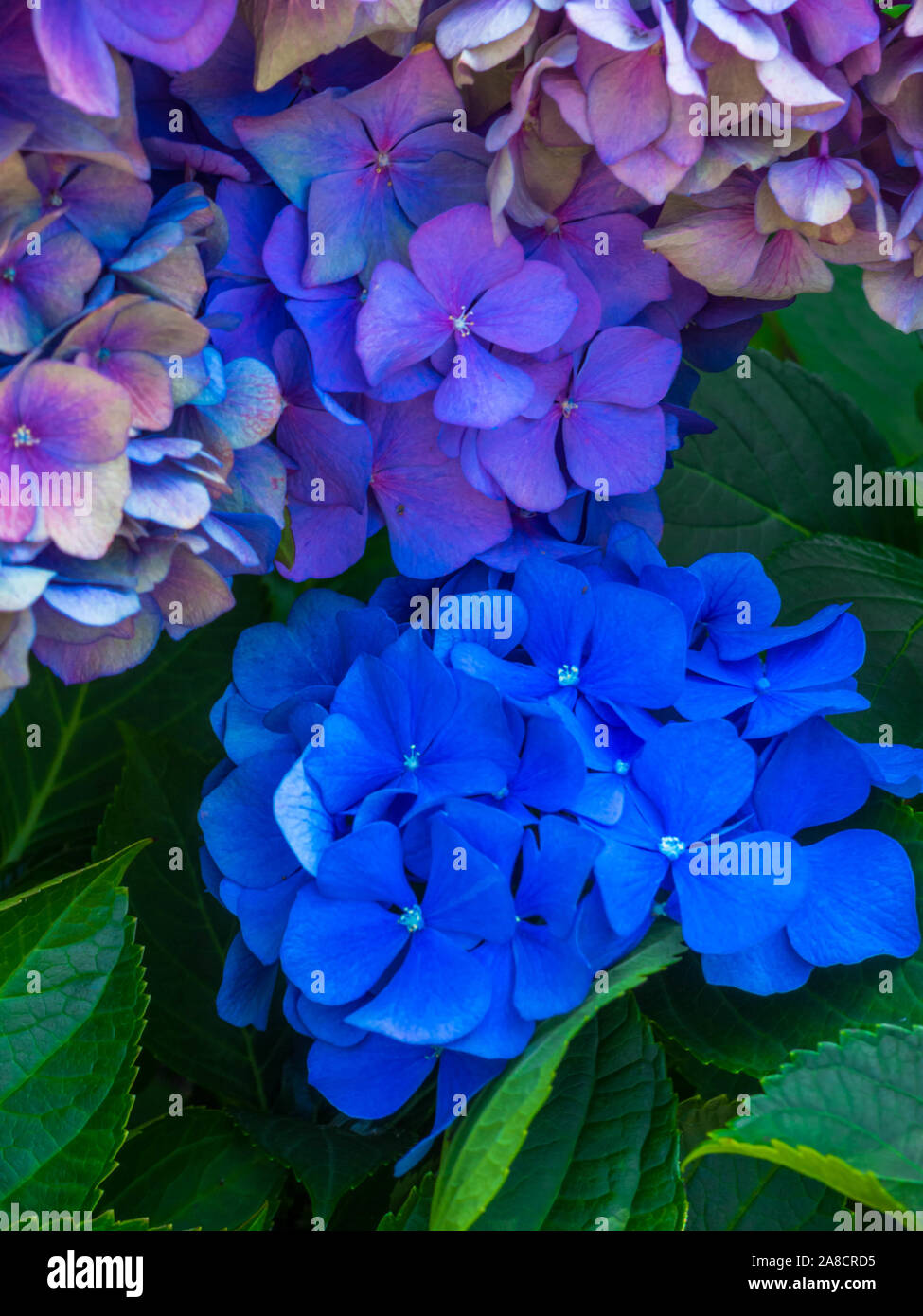 Blue Hydrangea macrophylla or Hortensia flower with variations color blue  to purple. Selective focus Stock Photo - Alamy
