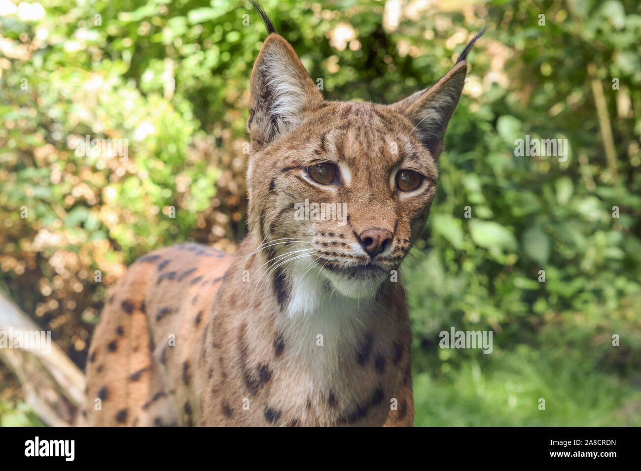 Male Carpathian Lynx, Dakota (Lynx lynx carpathicus) Stock Photo