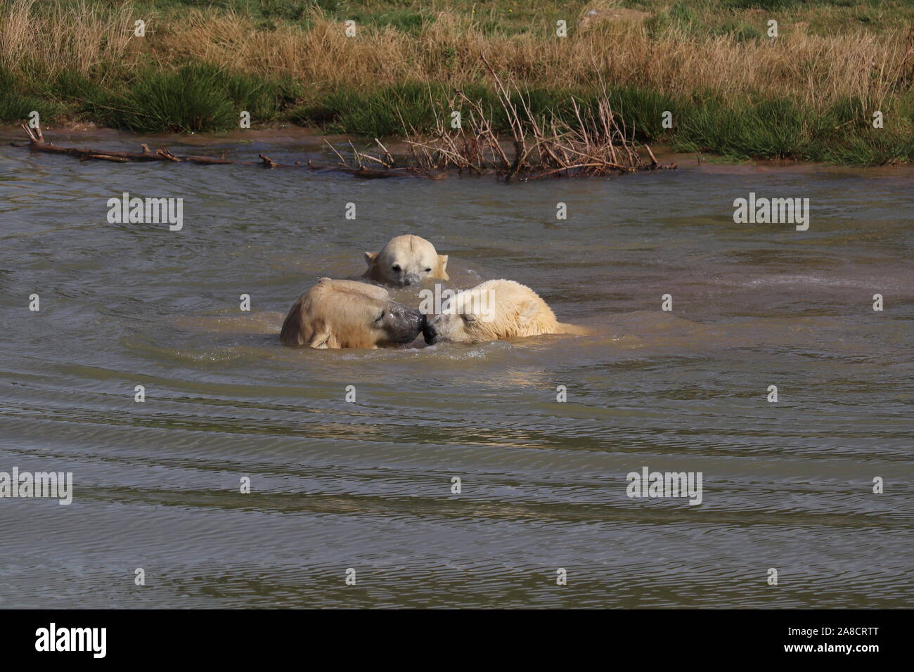 Yorkshire wildlife park polar bears hi-res stock photography and images ...