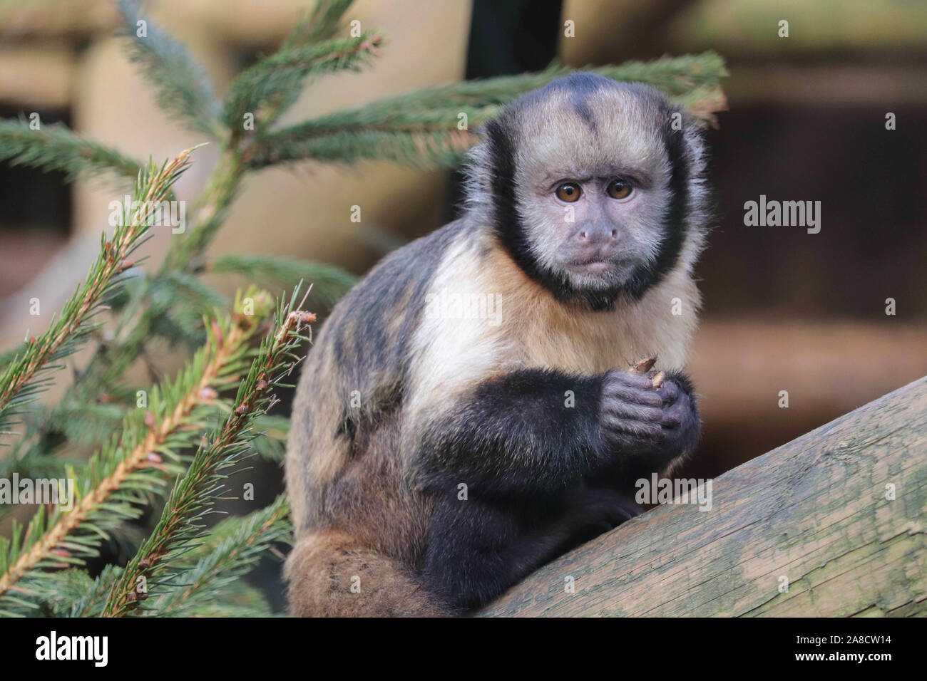 Yellow Bellied Capuchin High Resolution Stock Photography and Images ...