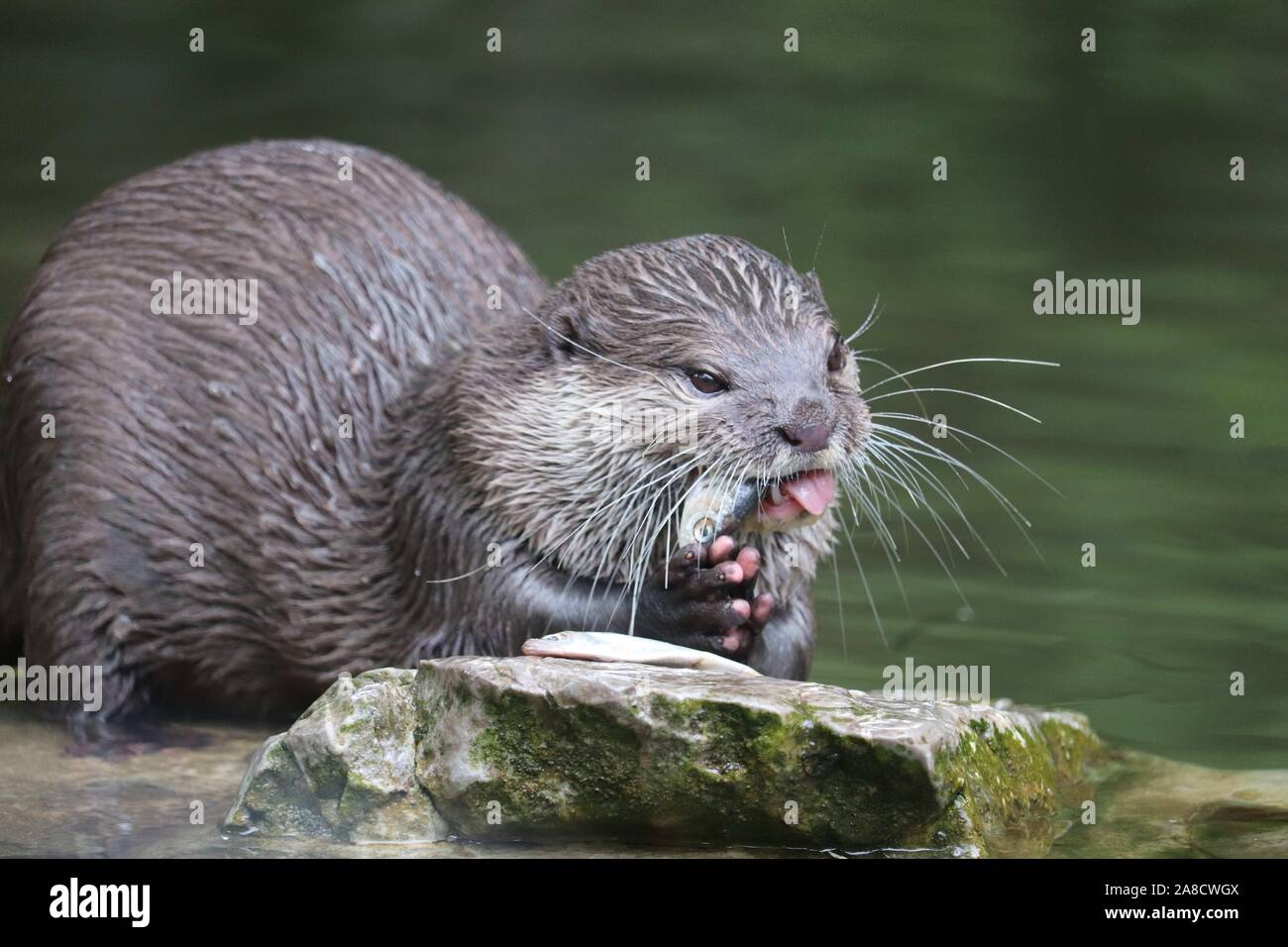 Female Asiatic Short Clawed Otter, Keyah (Amblonyx cinerea) Stock Photo