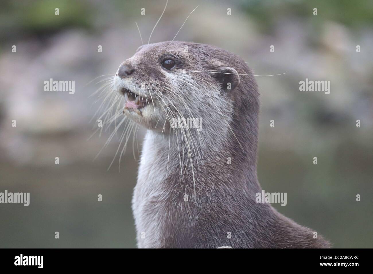 Female Asiatic Short Clawed Otter, Minnie (Amblonyx cinerea) Stock Photo