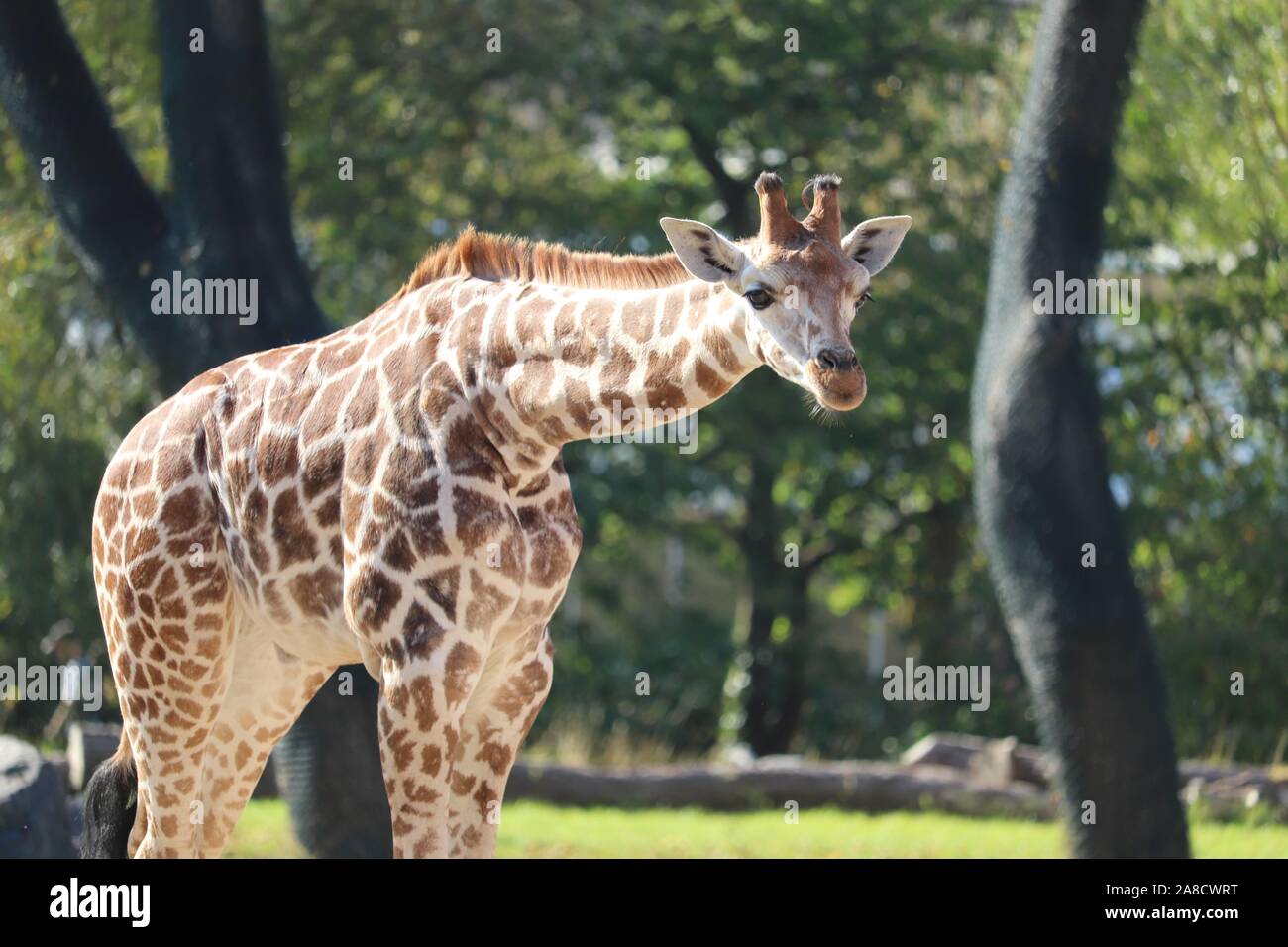 Male Rothschild's Giraffe, Mburo (Giraffa camelopardalis rothschildi) Stock Photo
