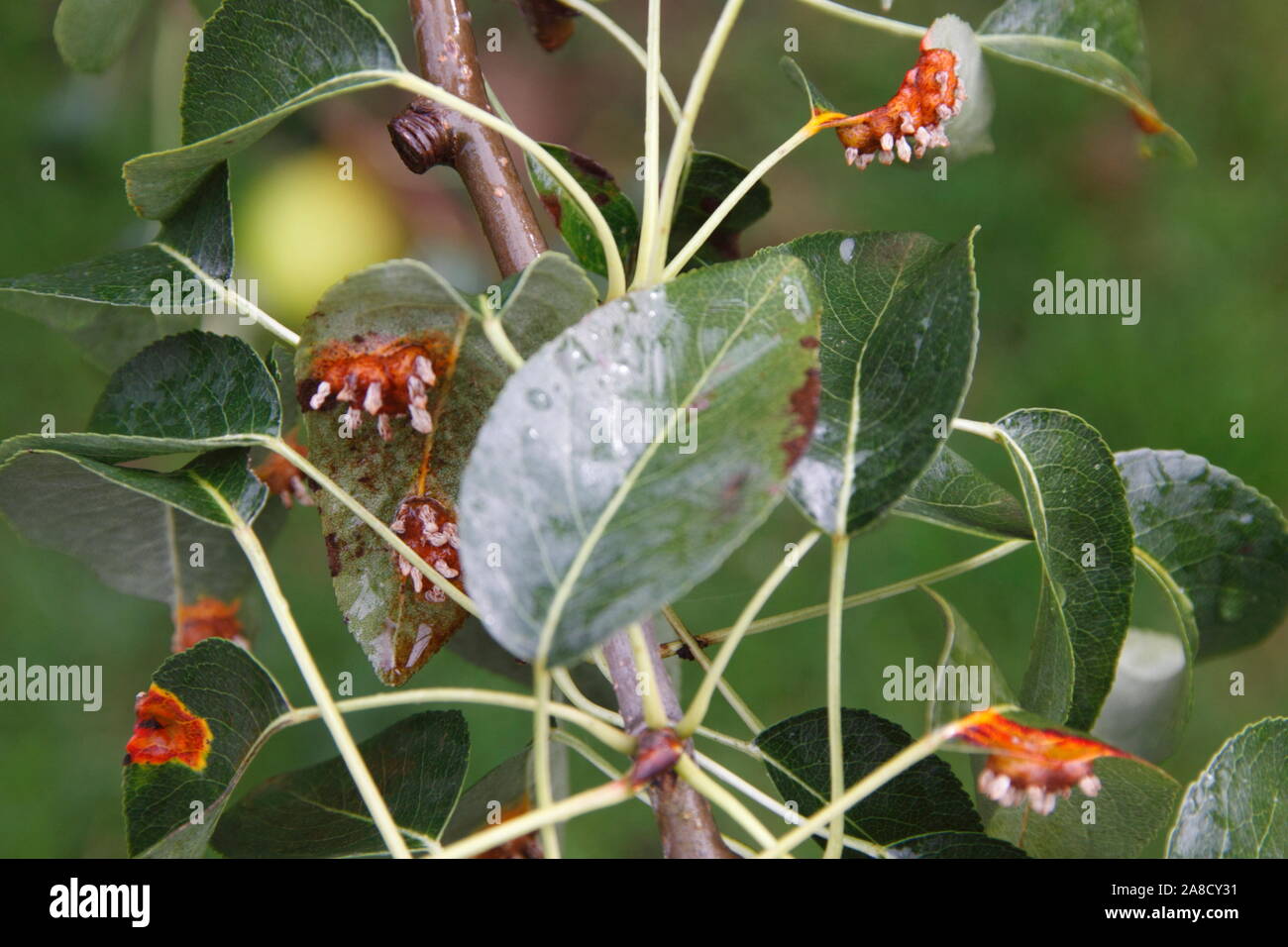 European Pear Rust on a Pear Tree (Pyrus) Stock Photo
