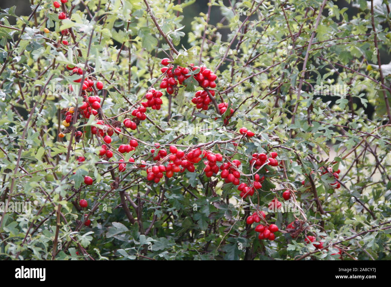Hedgerow Berries High Resolution Stock Photography and Images Alamy