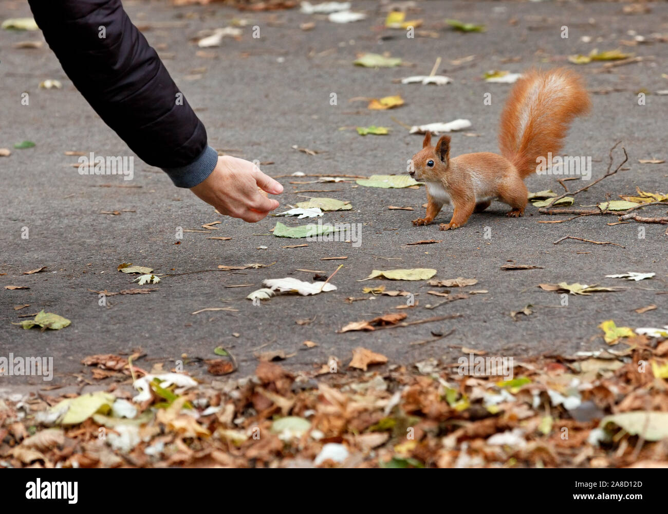 An orange squirrel in an autumn park carefully and curiously creeps up to a person s hand for a treat, image with copy space. Stock Photo