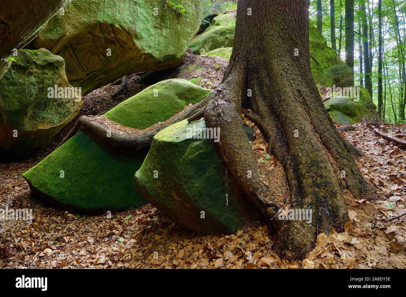 Tree Roots Hugging Rocks Forest landscape. Roots of a tree on a rock. Beauty in nature Stock ...