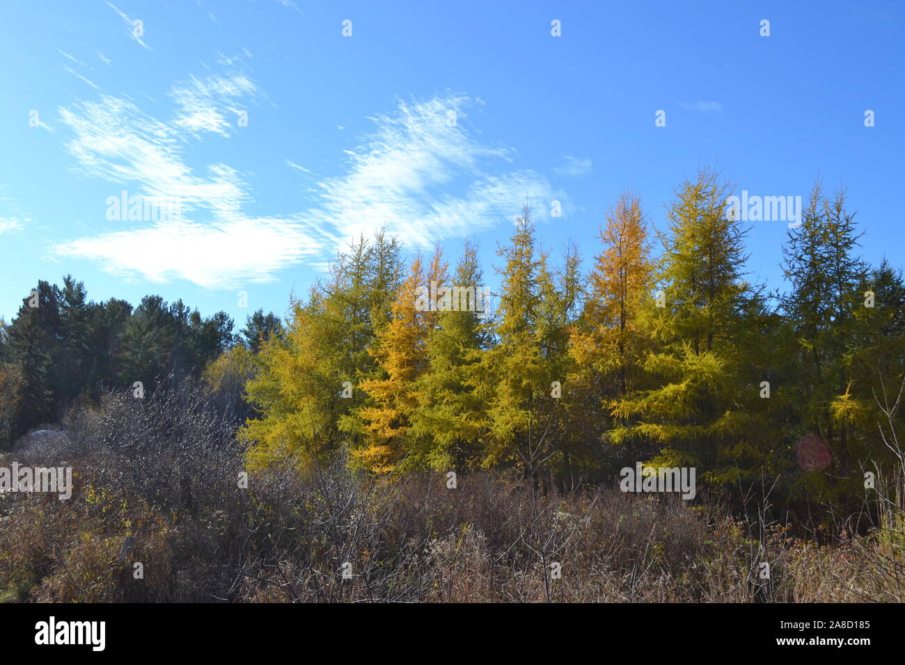 autumn scenes in Ontario forests Stock Photo Alamy