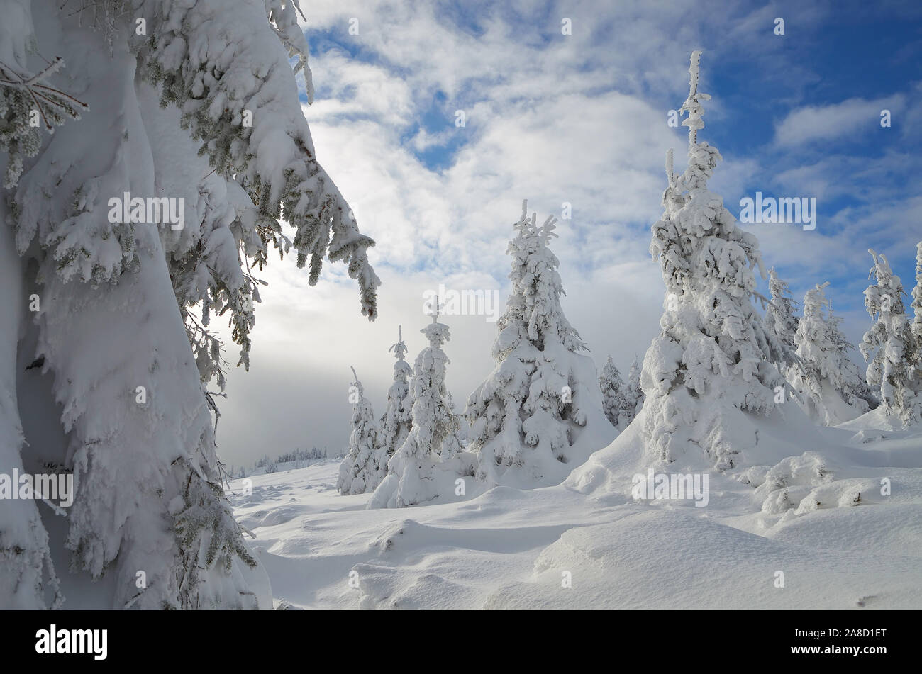 Fir under snow hi-res stock photography and images - Alamy