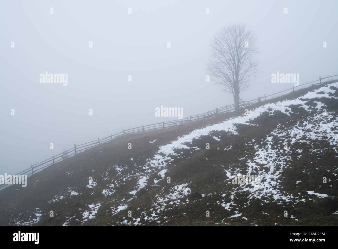 A lonely tree on a hill in the fog. A sad spring landscape with a dull morning Stock Photo