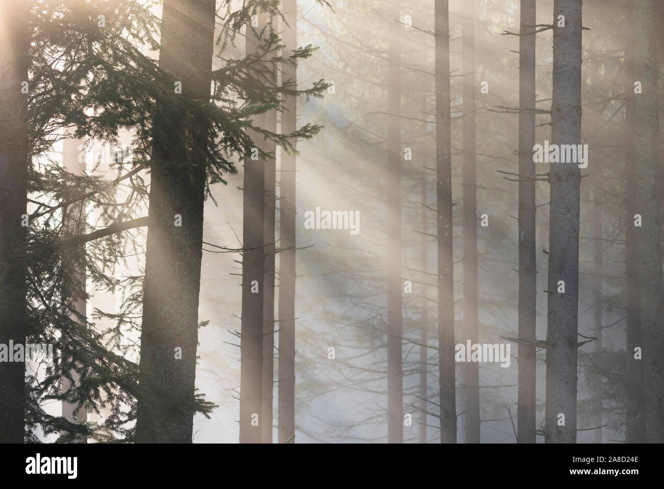 Autumn landscape in the fir forest with beautiful light. Fog and sun ...