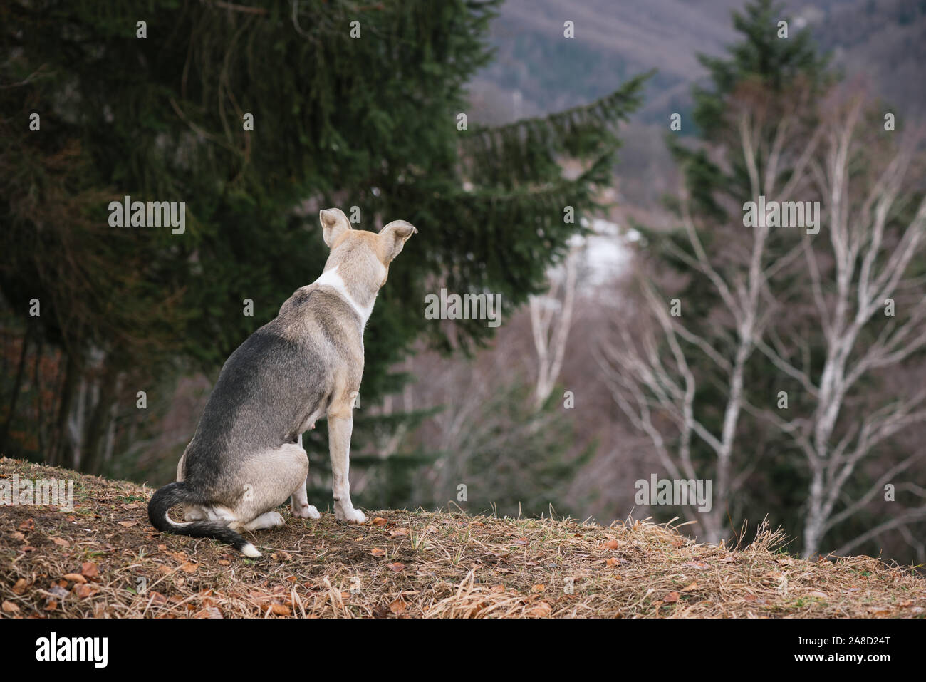 A gray dog is sitting on a hill. Spring in a mountain forest Stock Photo