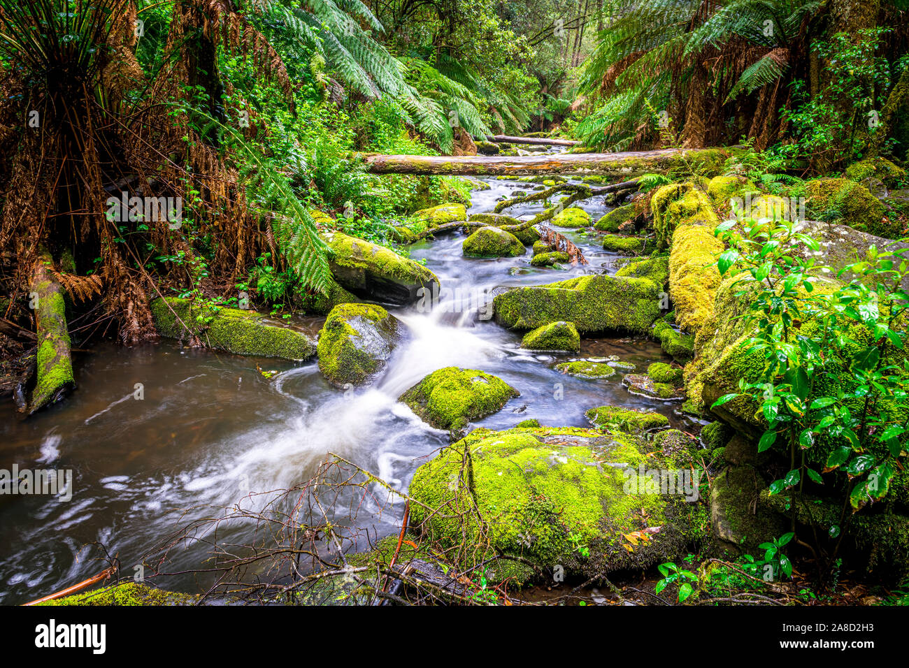 Erskine River runs through Great Otway National Park in Victoria, Australia. Stock Photo