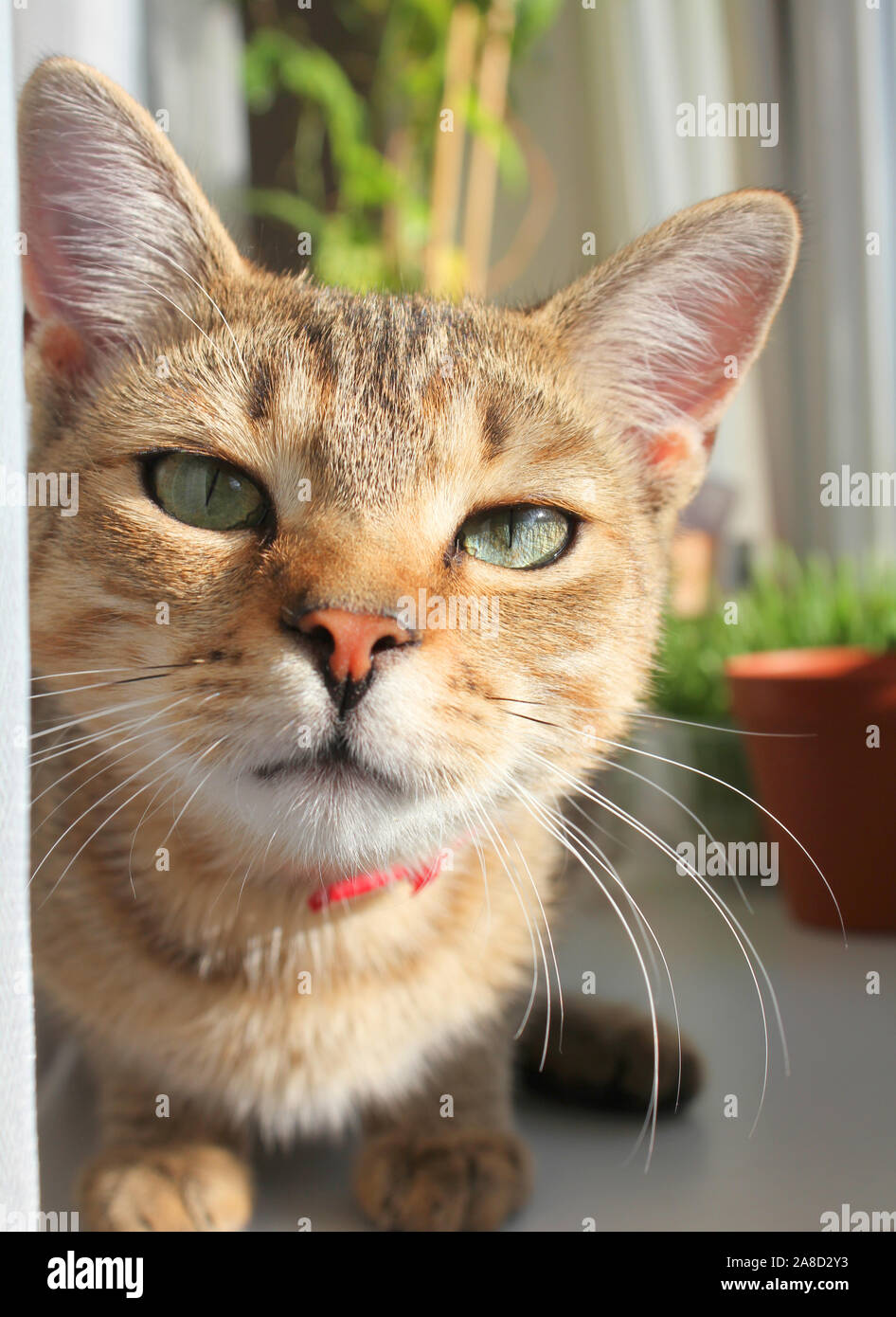Young tabby cat on windowsill Stock Photo - Alamy